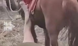 永康爆料牛姑娘被打视频,真相与反思